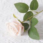 Champagne / 20PCS