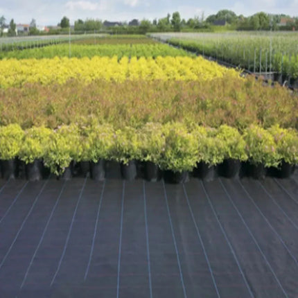 Potted nursery plants arranged over black weed barrier fabric