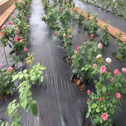 Rose bushes planted through holes in black ground weed barrier fabric