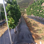 150cmx300cm