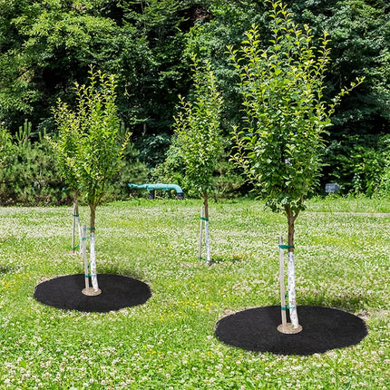 Young orchard trees on grass fitted with circular black mulch rings