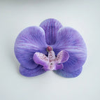 VIOLET/紫罗兰 / 50pcs