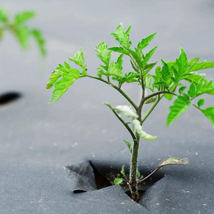 Young plant sprout emerging through a hole in the black weed fabric