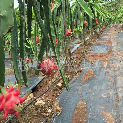 Dragon fruit crop over black weed barrier