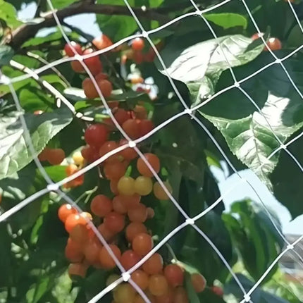 White mesh netting protecting fruit on a tree branch