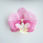 Light Pink / 50pcs