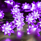 Lotus purple / 12m 100lds